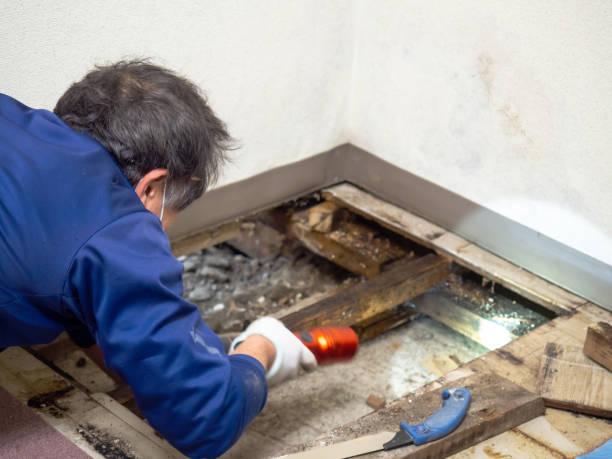 Best Local Mold Removal Service  in Palo Cedro, CA