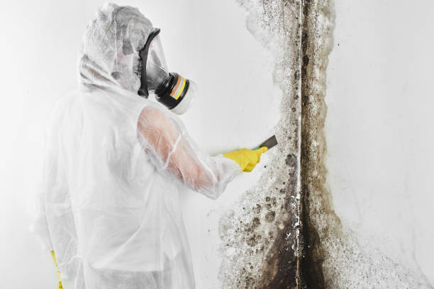 Palo Cedro, CA Mold Removal Company