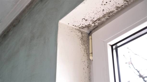 Best Mold Testing and Removal  in Palo Cedro, CA