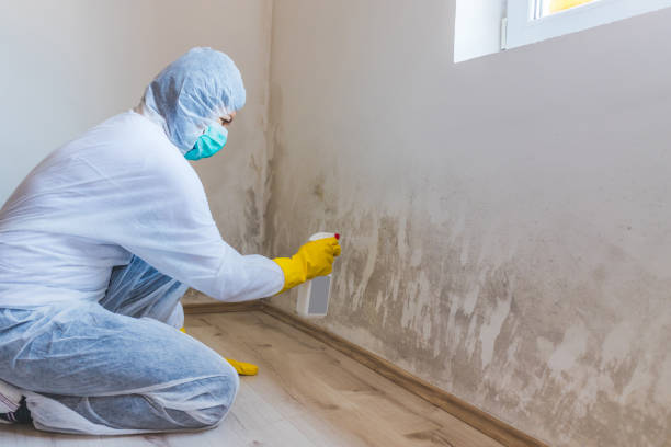 Mold Testing and Removal in Palo Cedro, CA