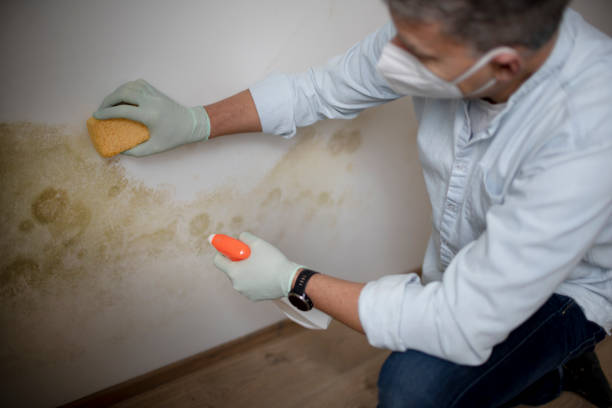 Best Same-Day Mold Removal  in Palo Cedro, CA