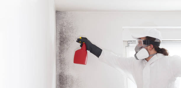 Best Toxic Mold Removal  in Palo Cedro, CA