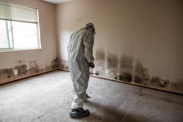 Best Emergency Mold Removal  in Palo Cedro, CA