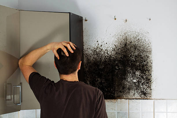 Best Affordable Mold Removal  in Palo Cedro, CA