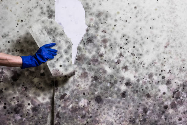 Best Commercial Mold Removal  in Palo Cedro, CA