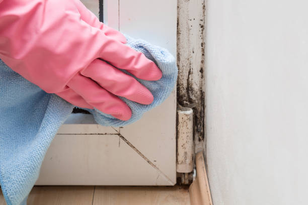 Best Mold Cleaning Services  in Palo Cedro, CA