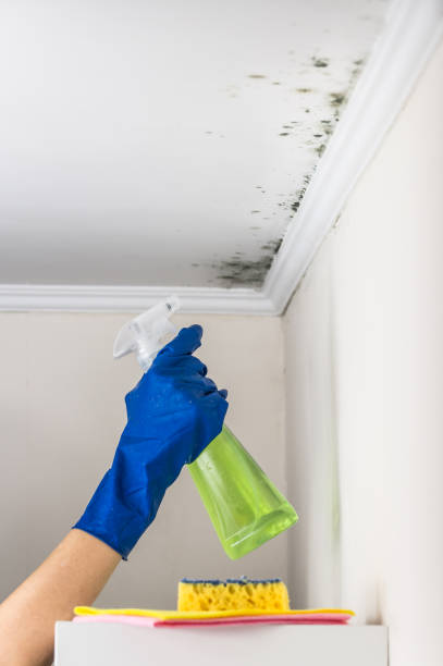 Best Local Mold Removal Service  in Palo Cedro, CA